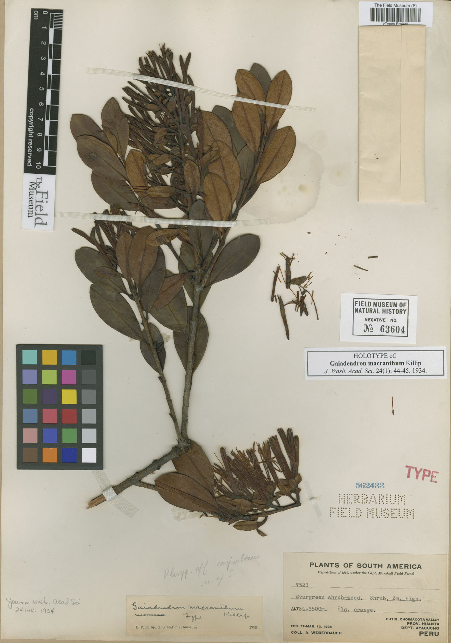 Gaiadendron macranthum image