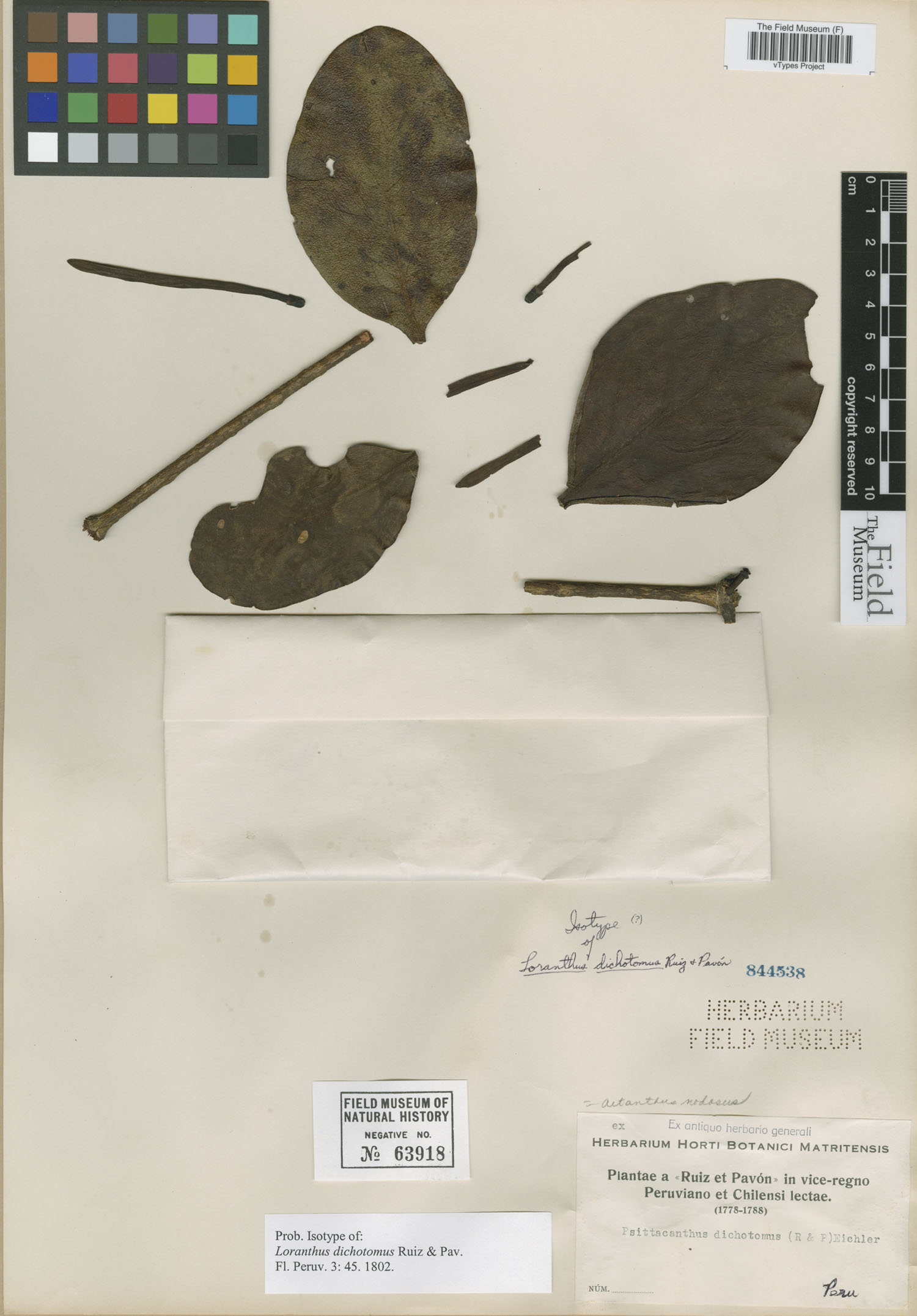 Loranthus dichotomus image