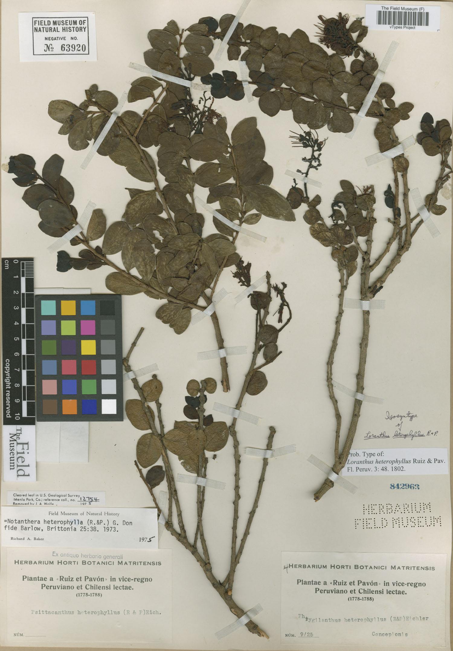 Loranthus heterophyllus image