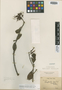 Loranthus punctatus image