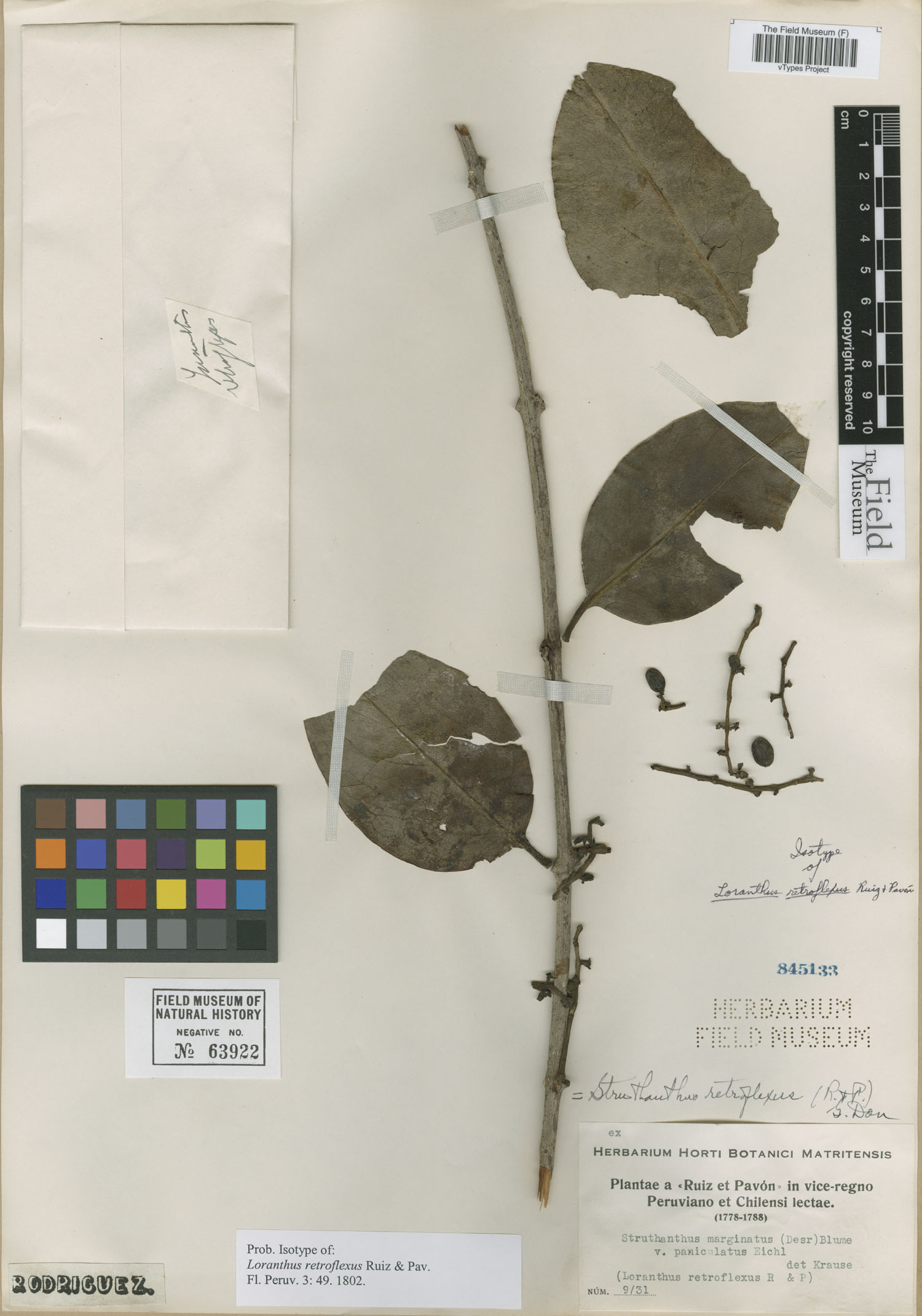 Loranthus retroflexus image