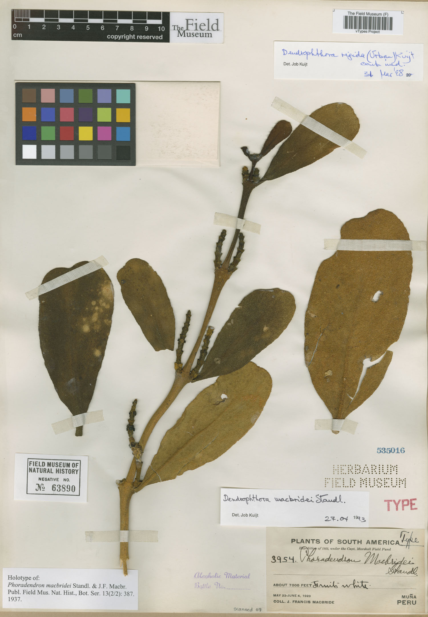 Phoradendron macbridei image