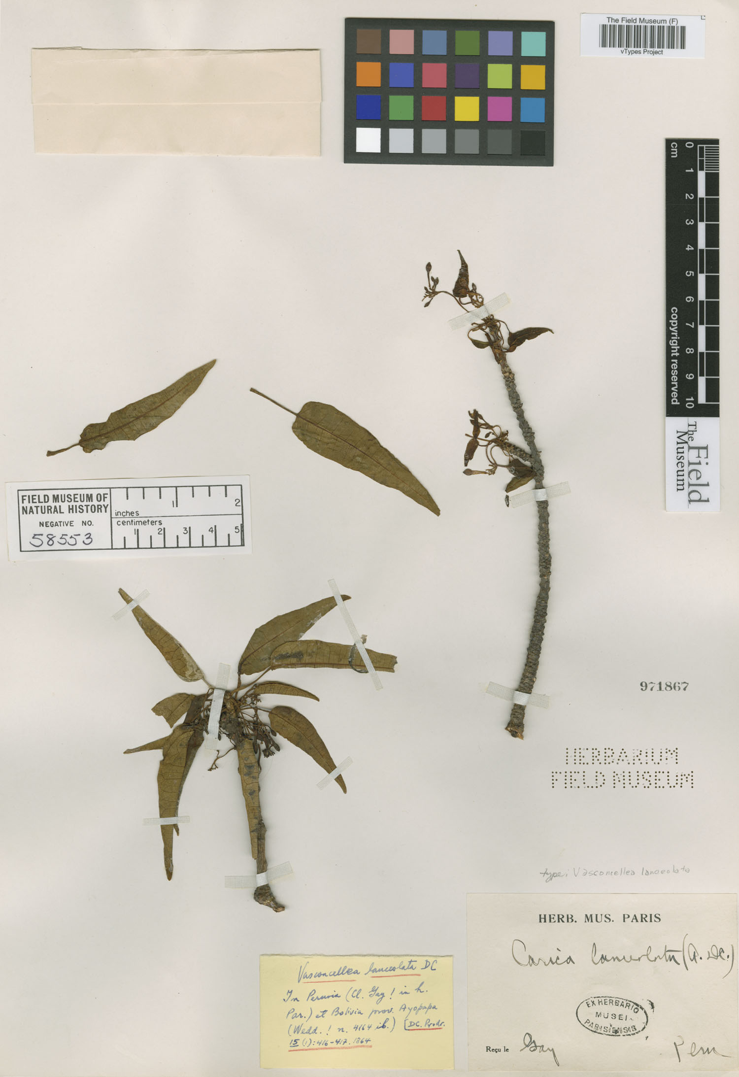Vasconcellea lanceolata image