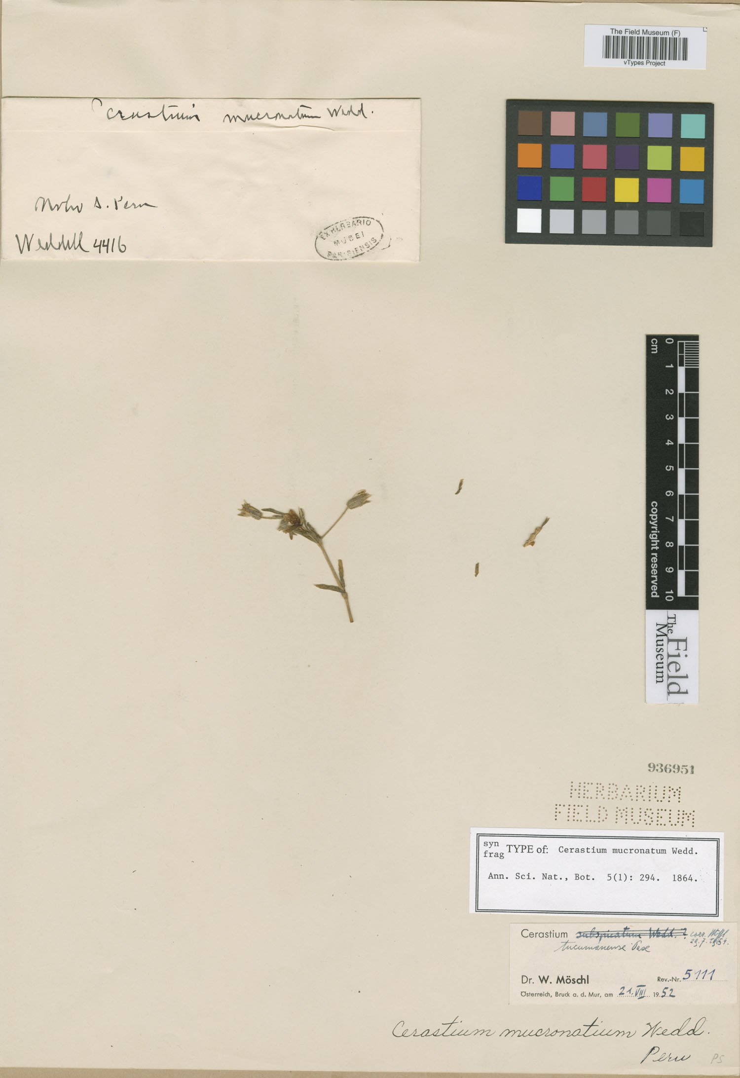 Cerastium mucronatum image