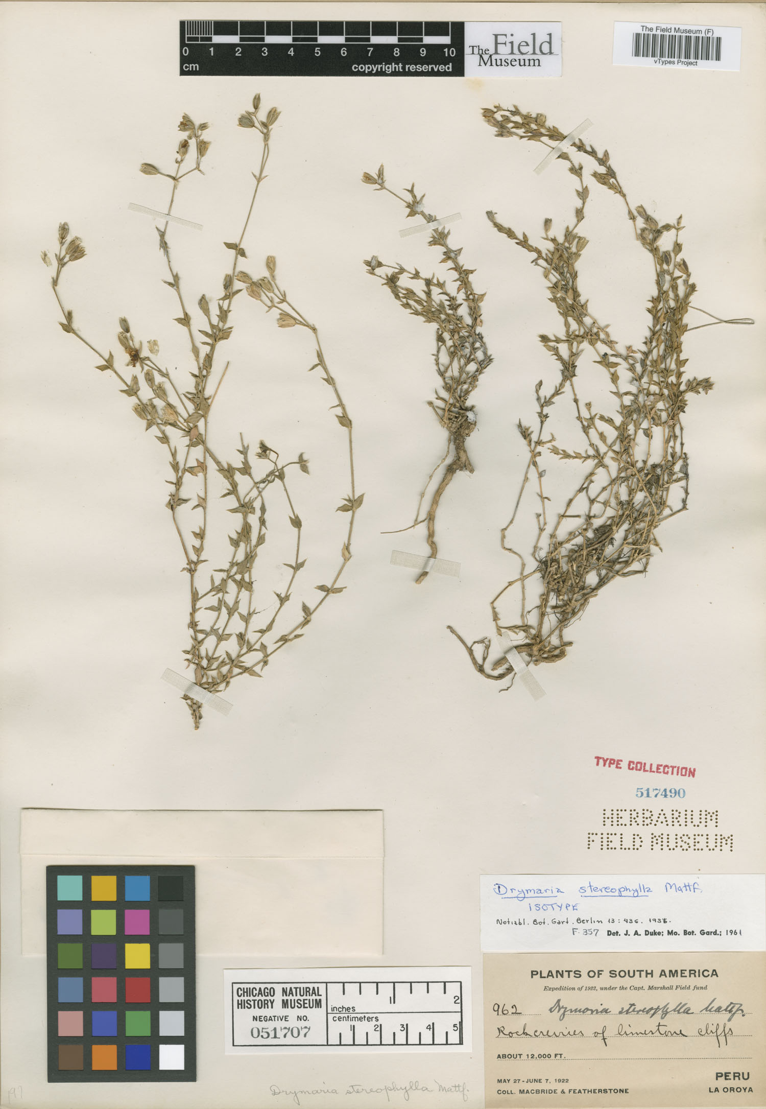 Drymaria stereophylla image