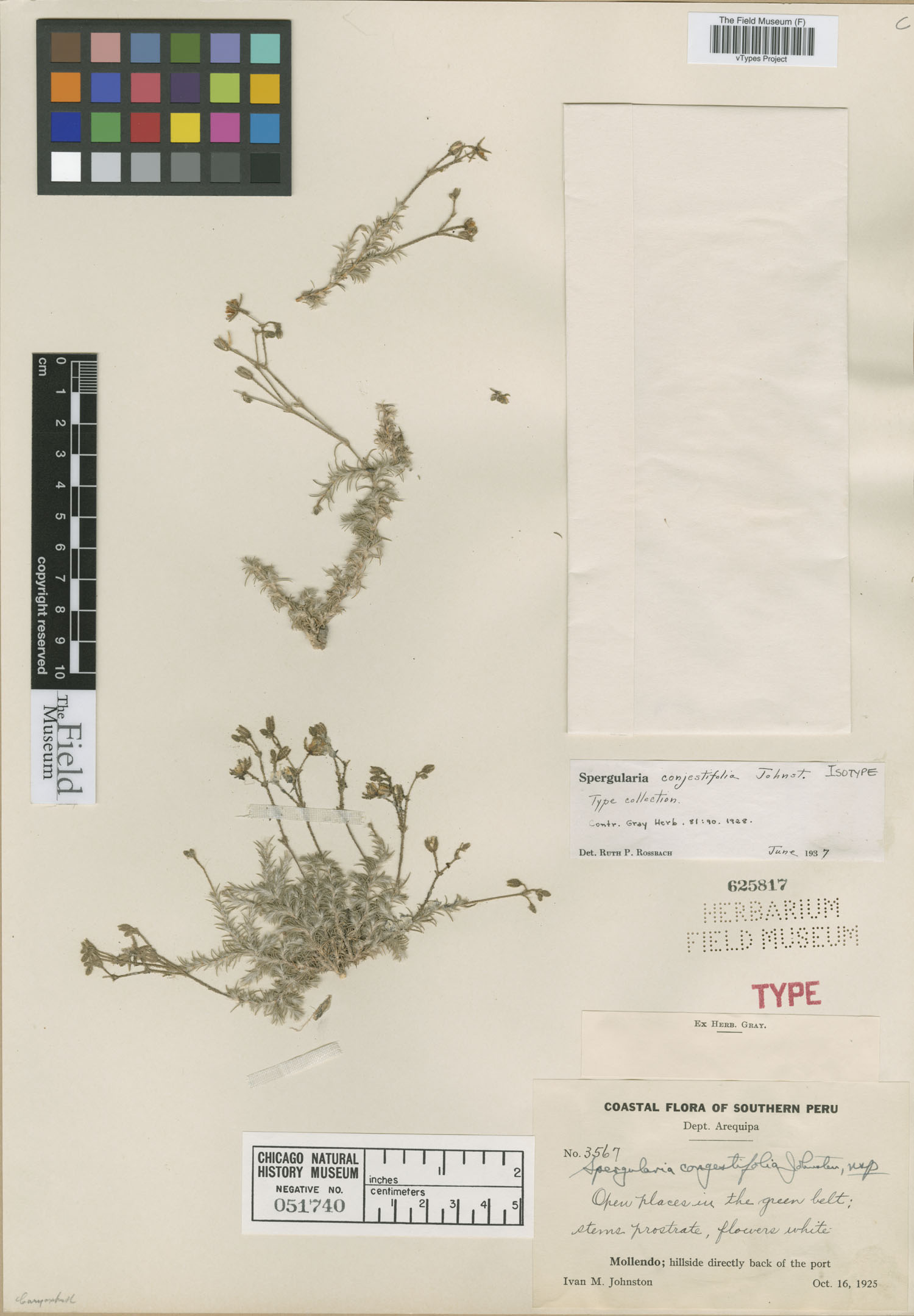 Spergularia congestifolia image