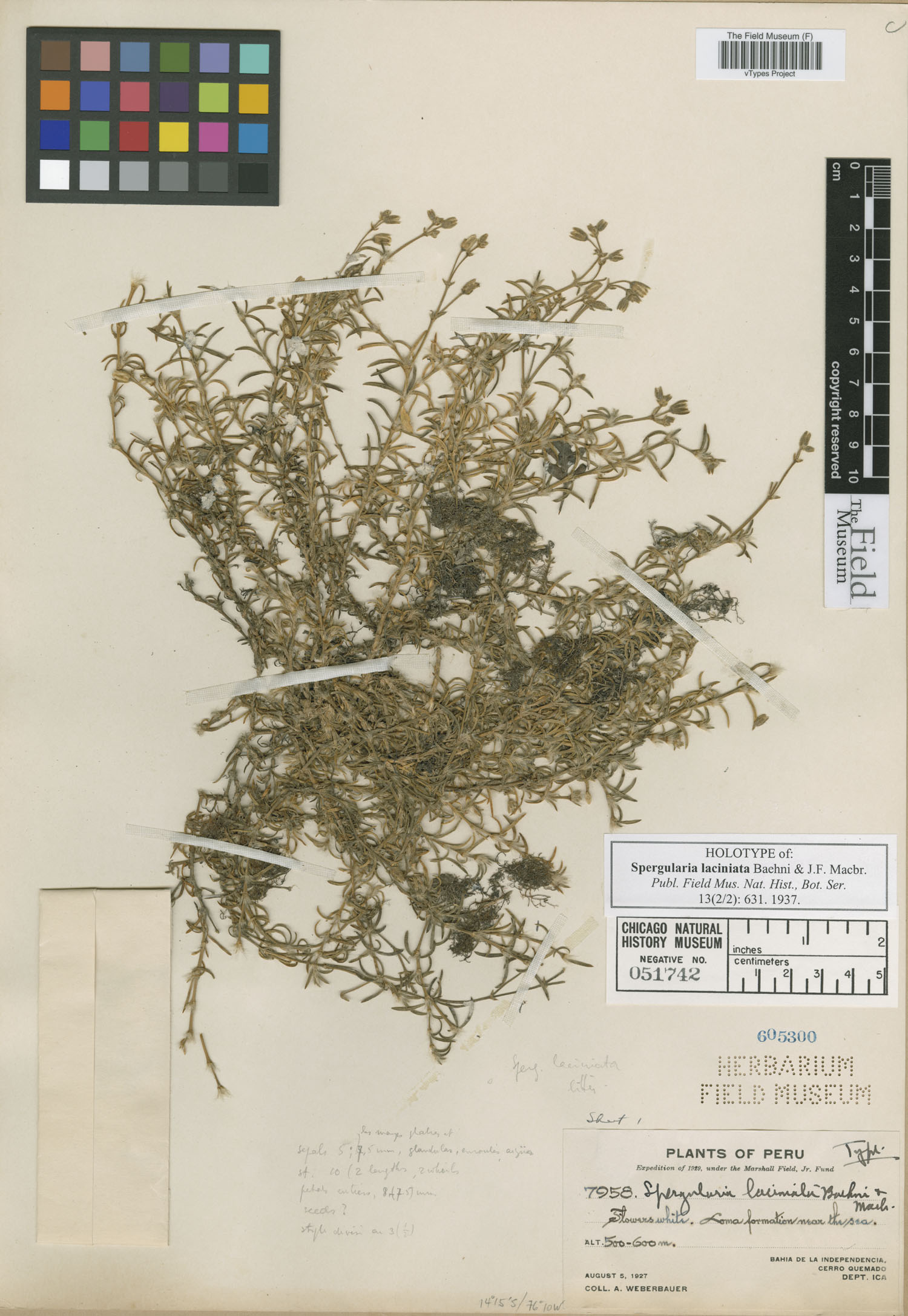 Spergularia laciniata image