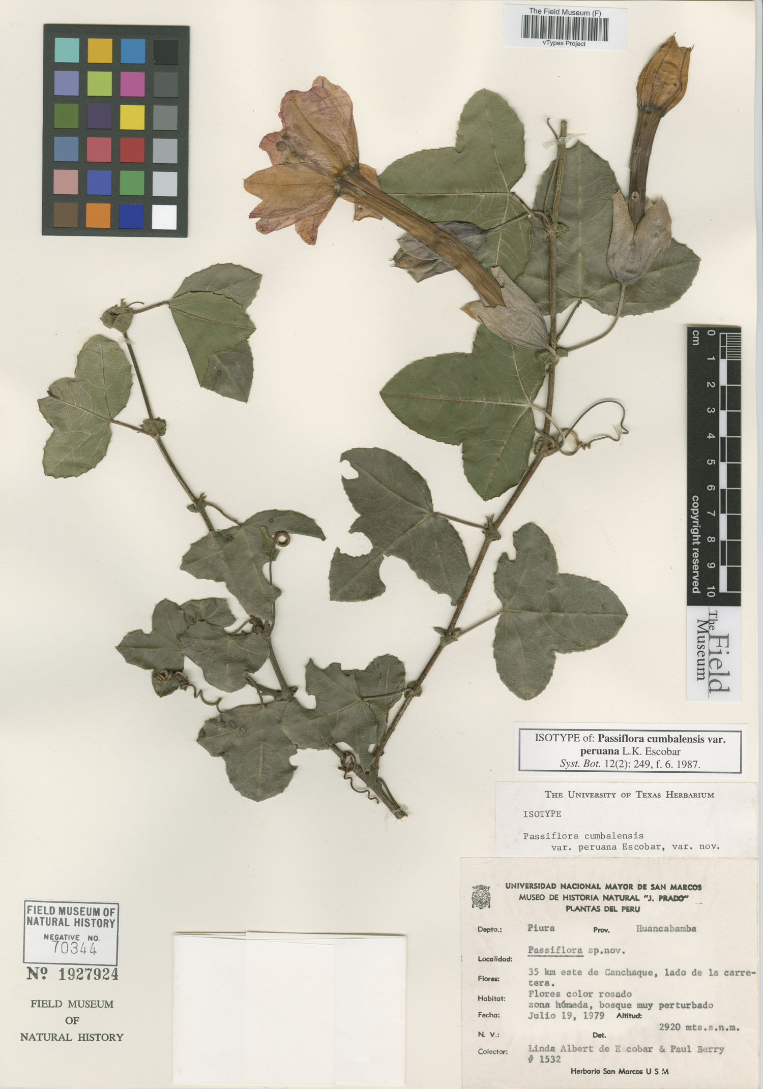 Passiflora cumbalensis var. peruana image