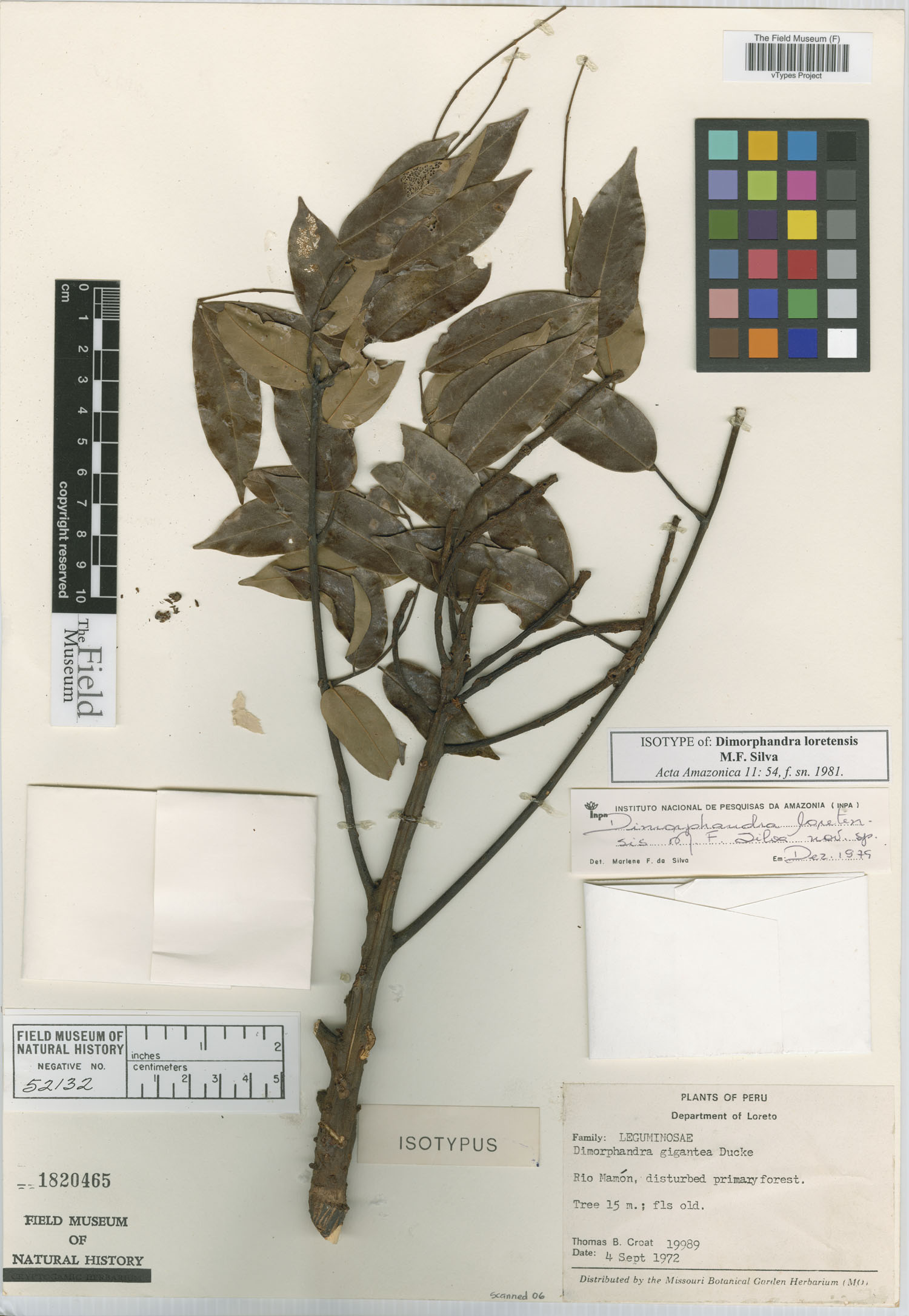 Dimorphandra image