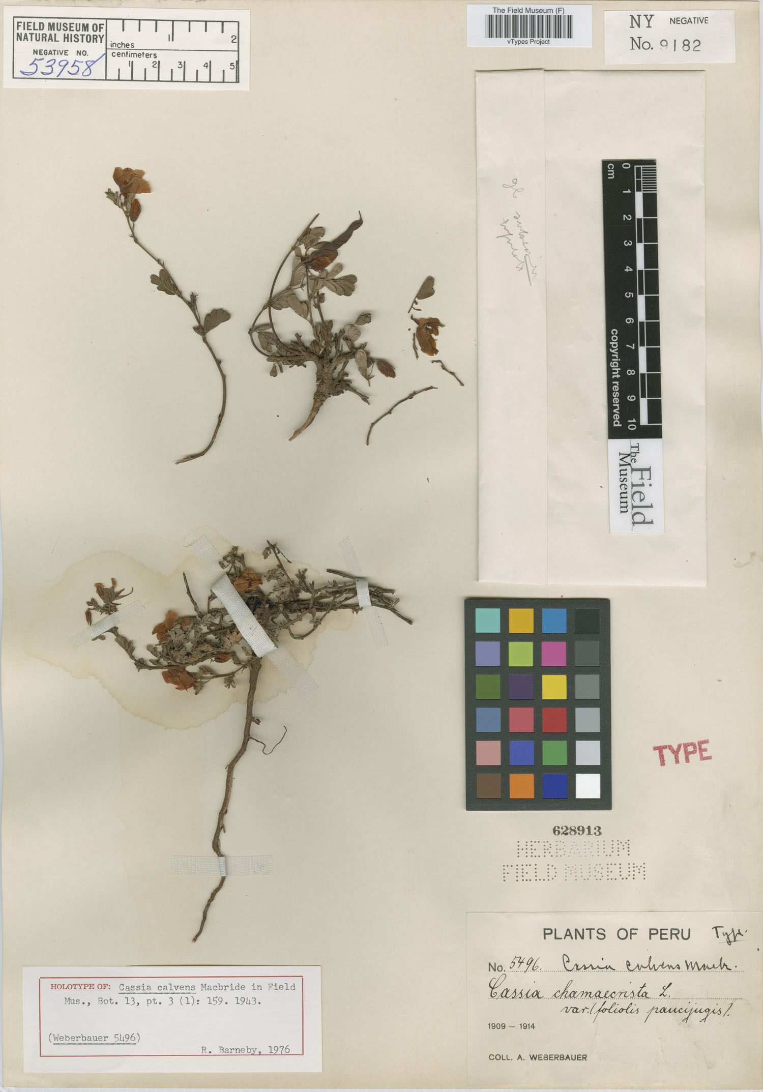 Cassia calvens image