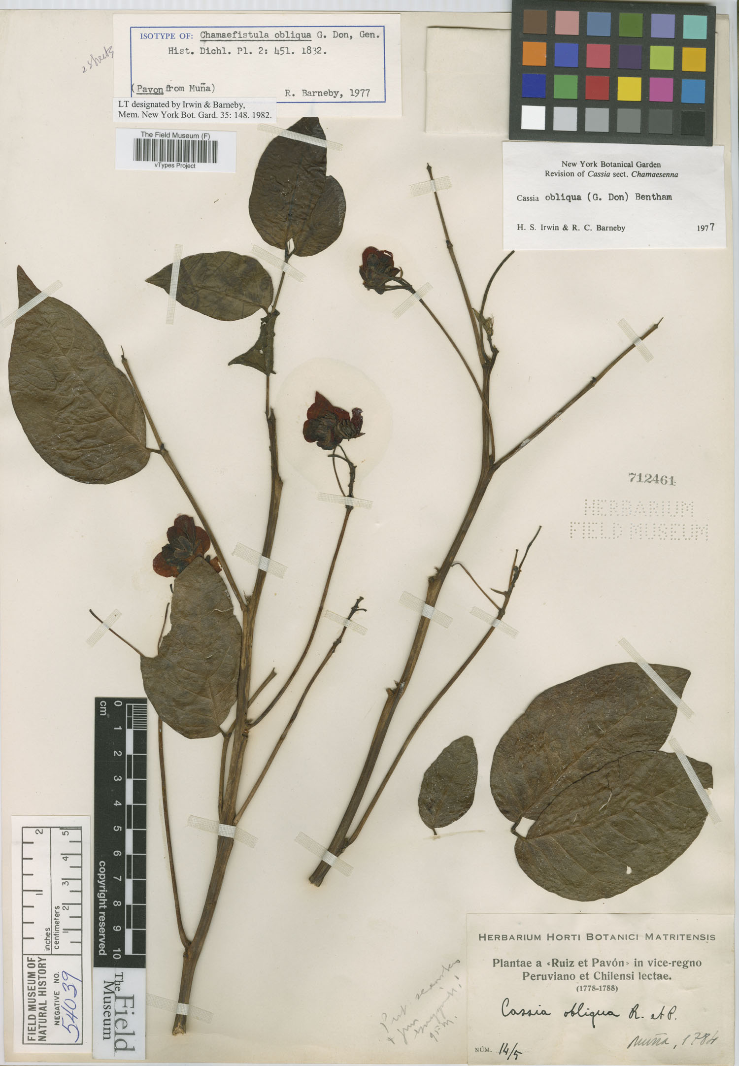 Chamaefistula obliqua image
