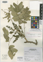Albizia multiflora var. sagasteguii image