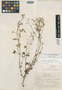 Calceolaria micrantha image