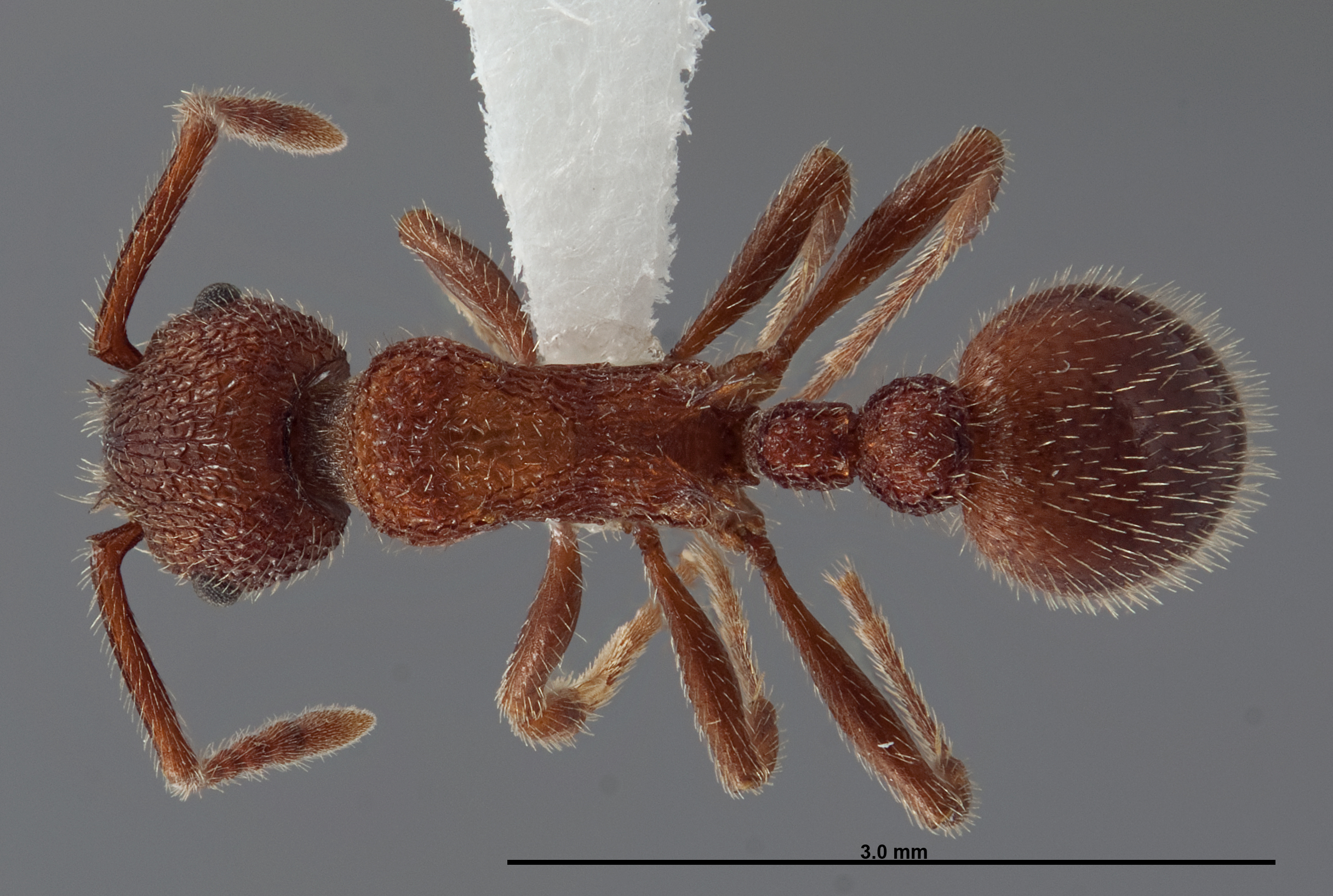 Myrmica striolagaster image