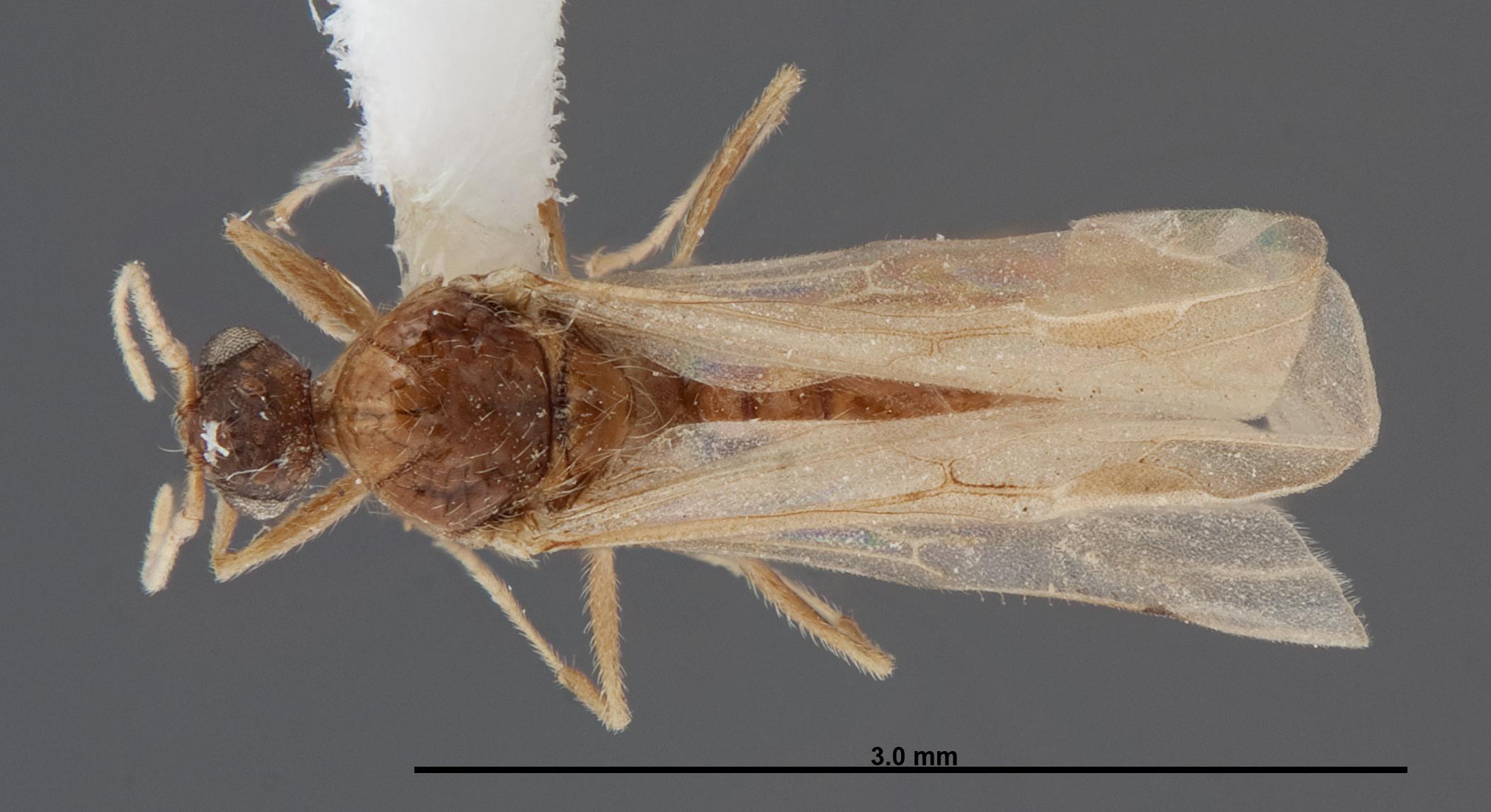 Pheidole creightoni