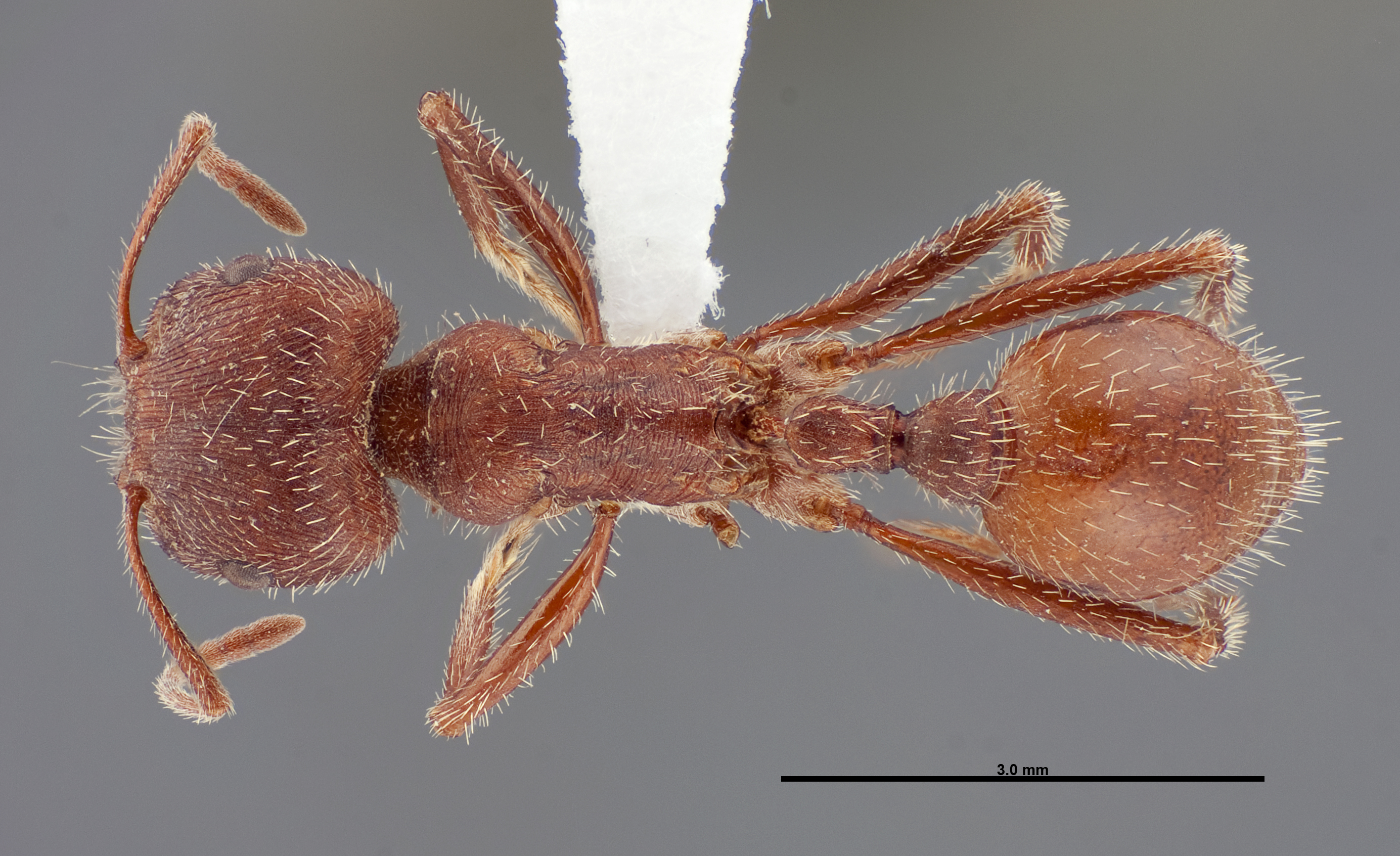 Pogonomyrmex occidentalis image