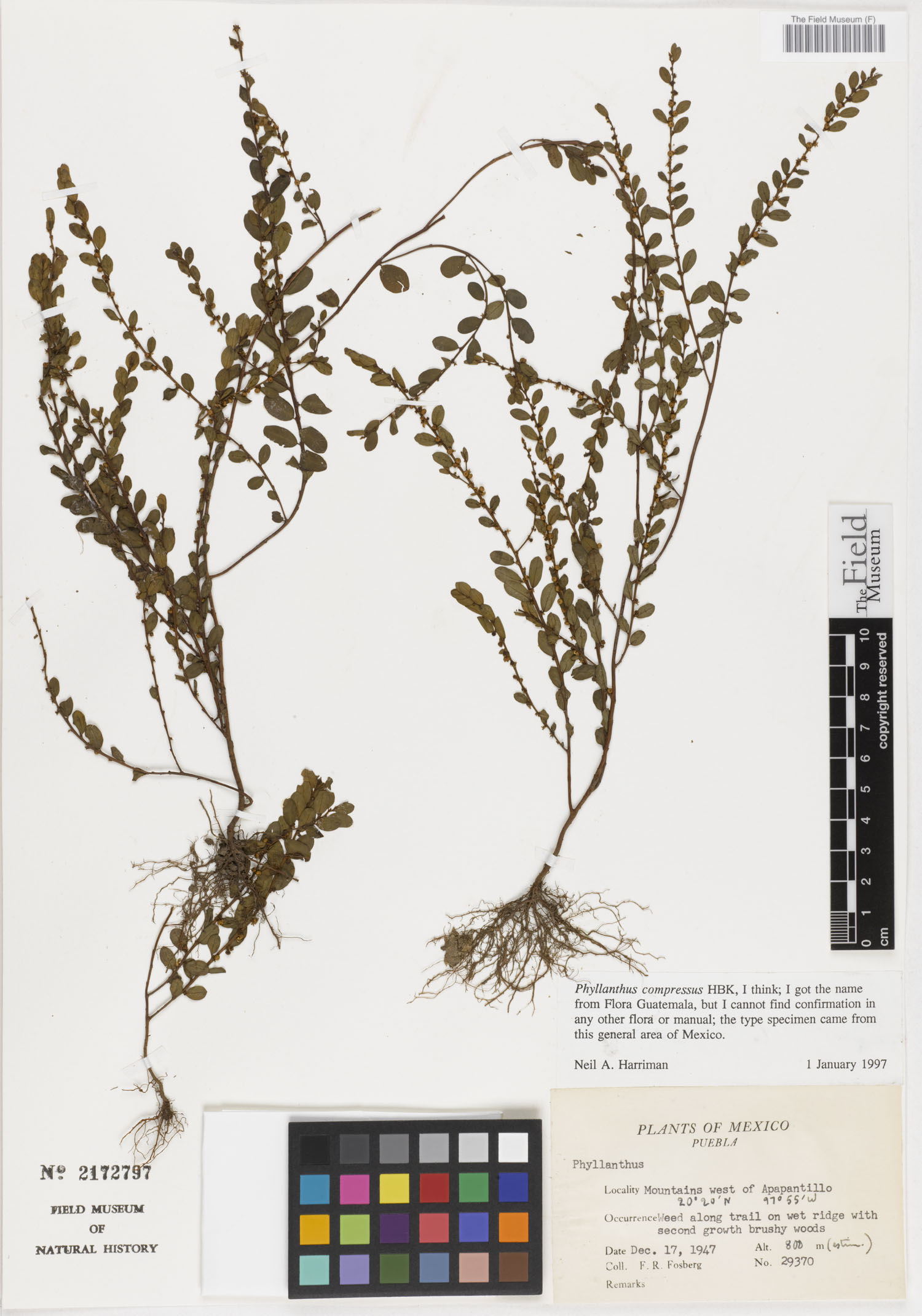 Phyllanthus compressus image