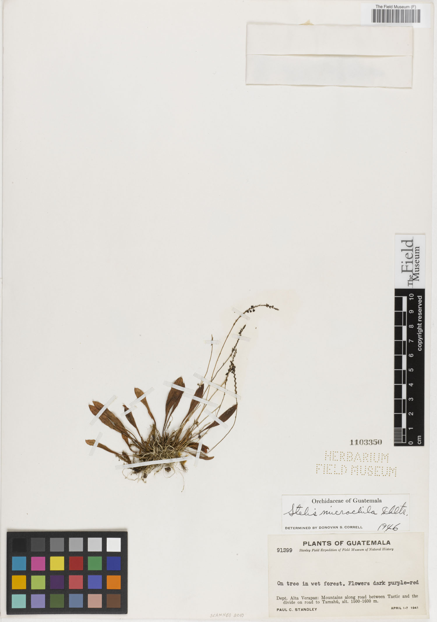 Stelis microchila image