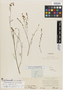 Zornia tenuifolia image