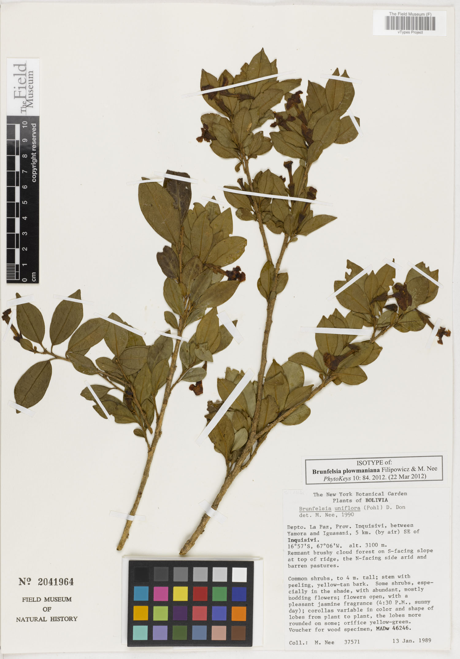 Brunfelsia plowmaniana image