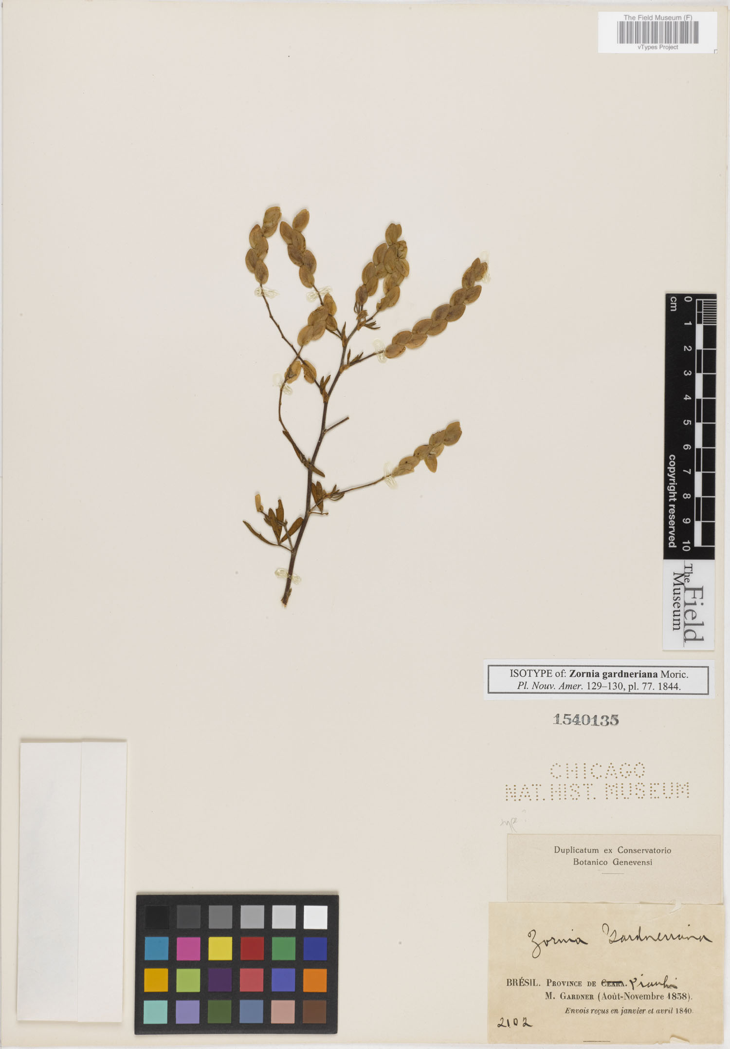 Zornia gardneriana image