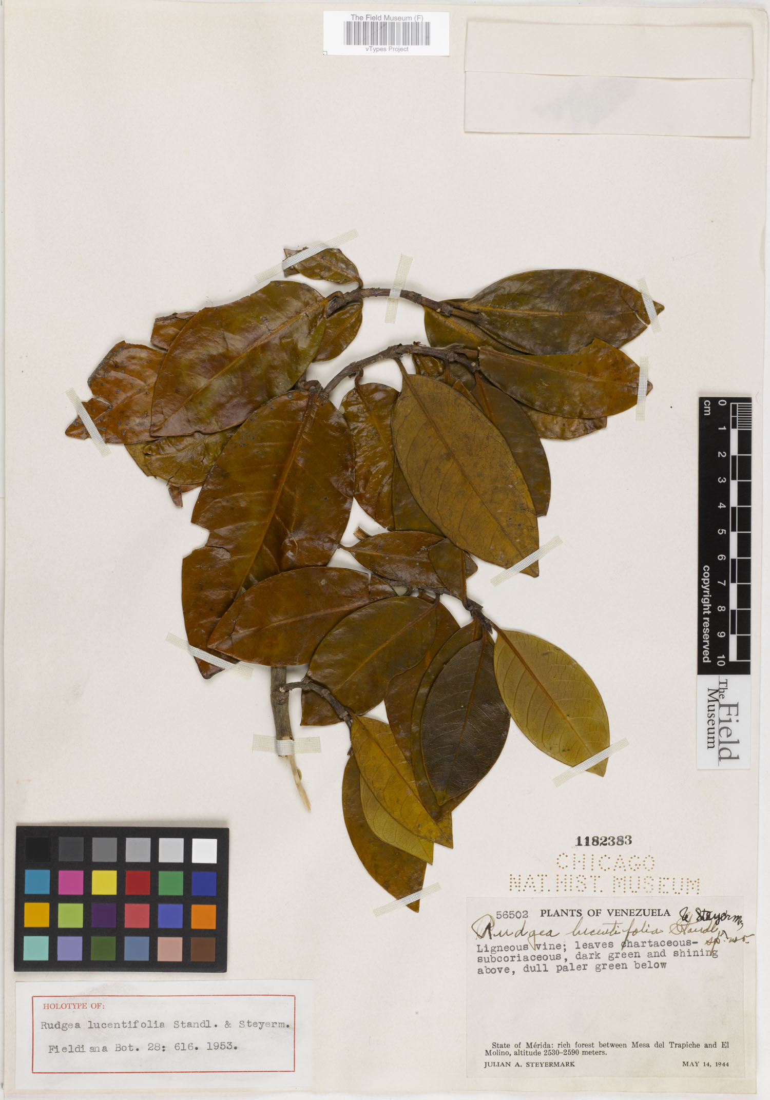 Rudgea lucentifolia image