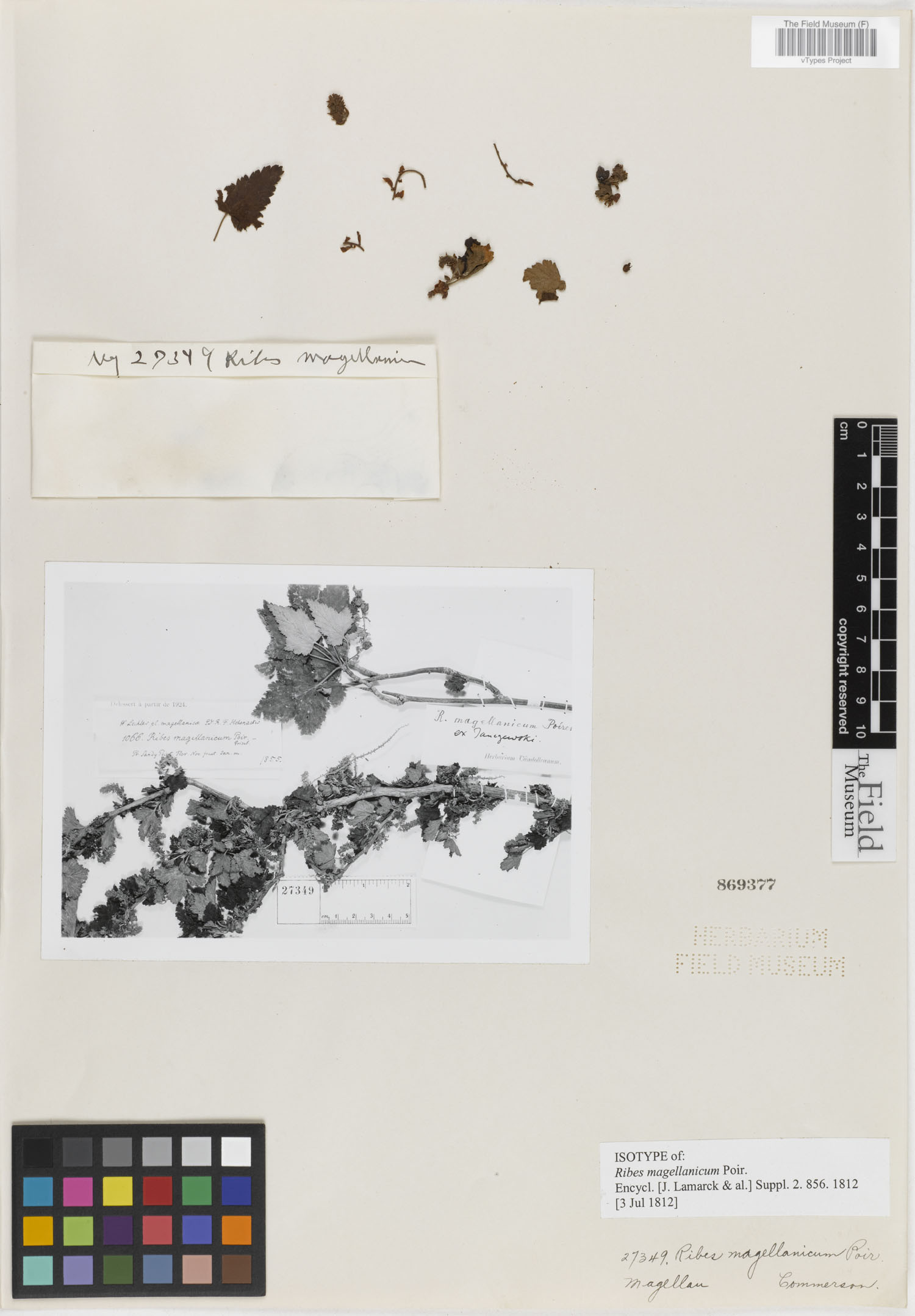 Ribes magellanicum image