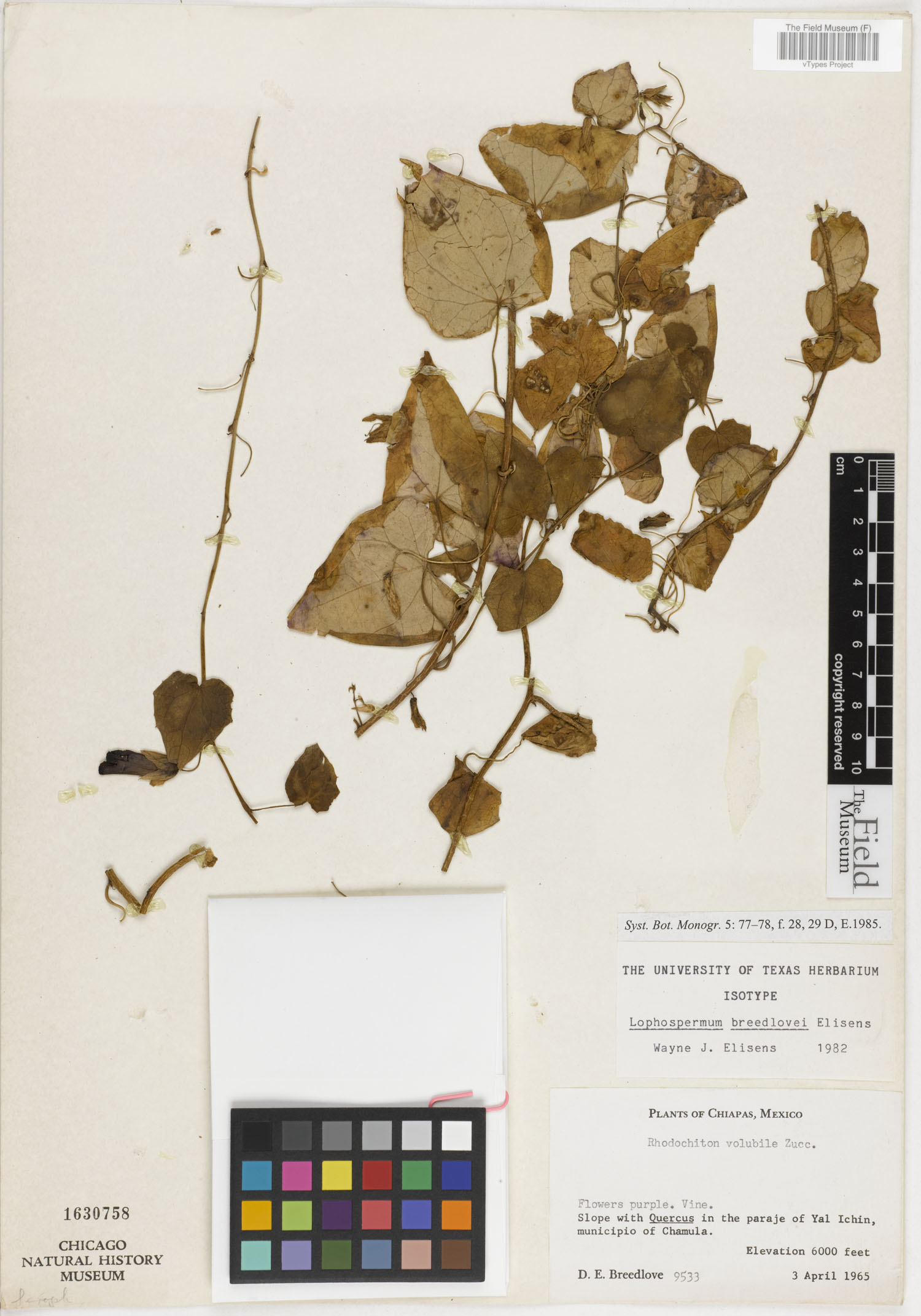 Lophospermum breedlovei image