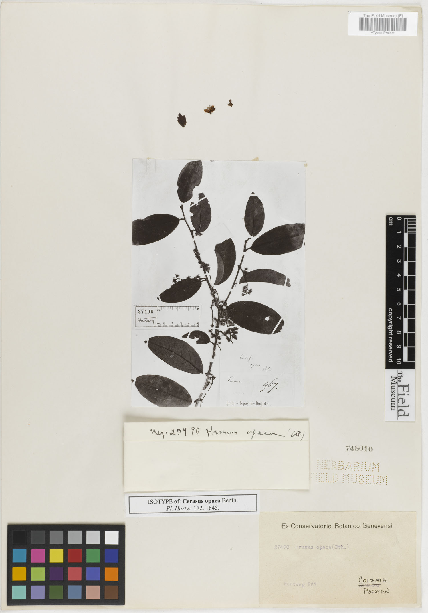 Prunus opaca image