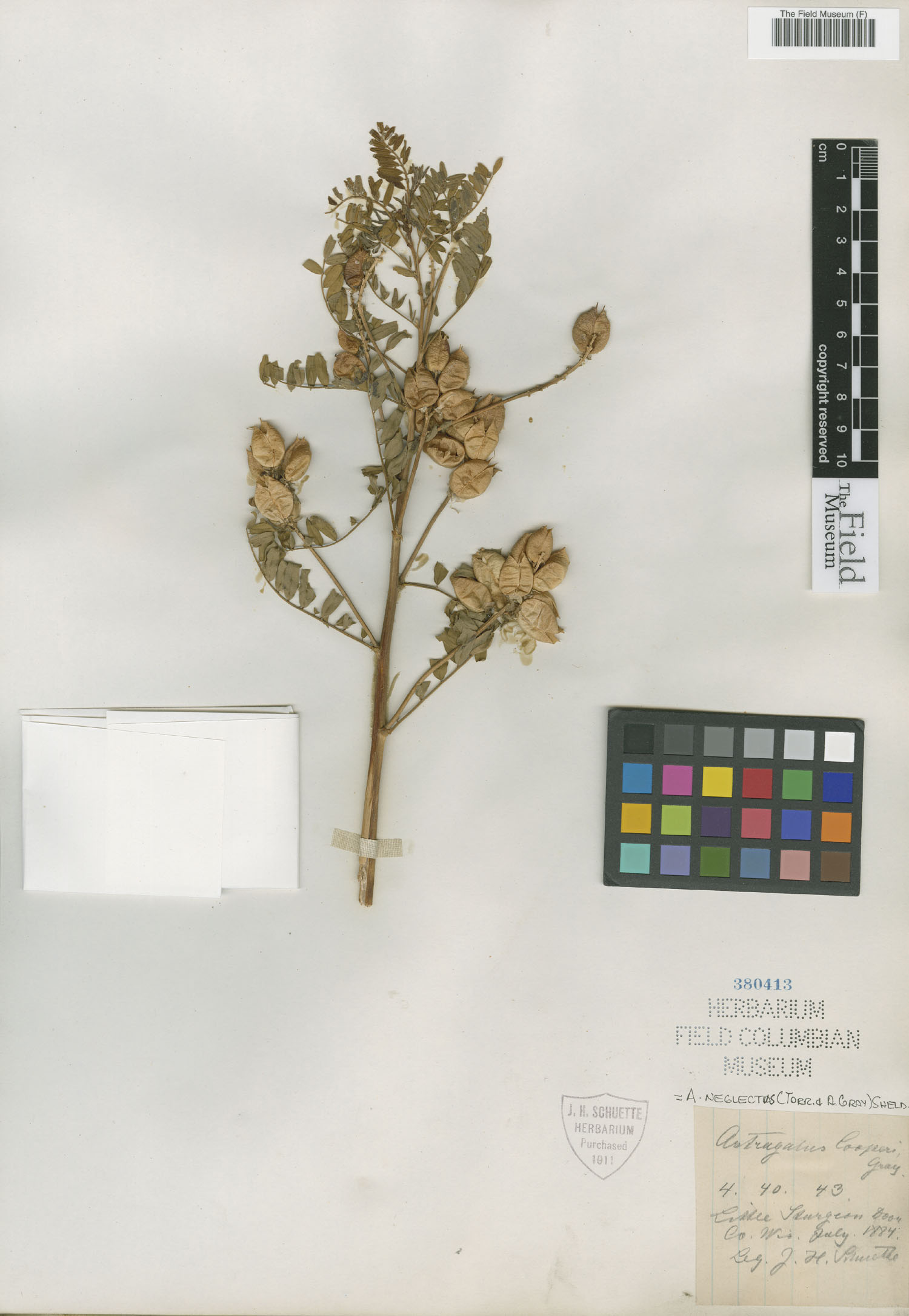 Astragalus neglectus image