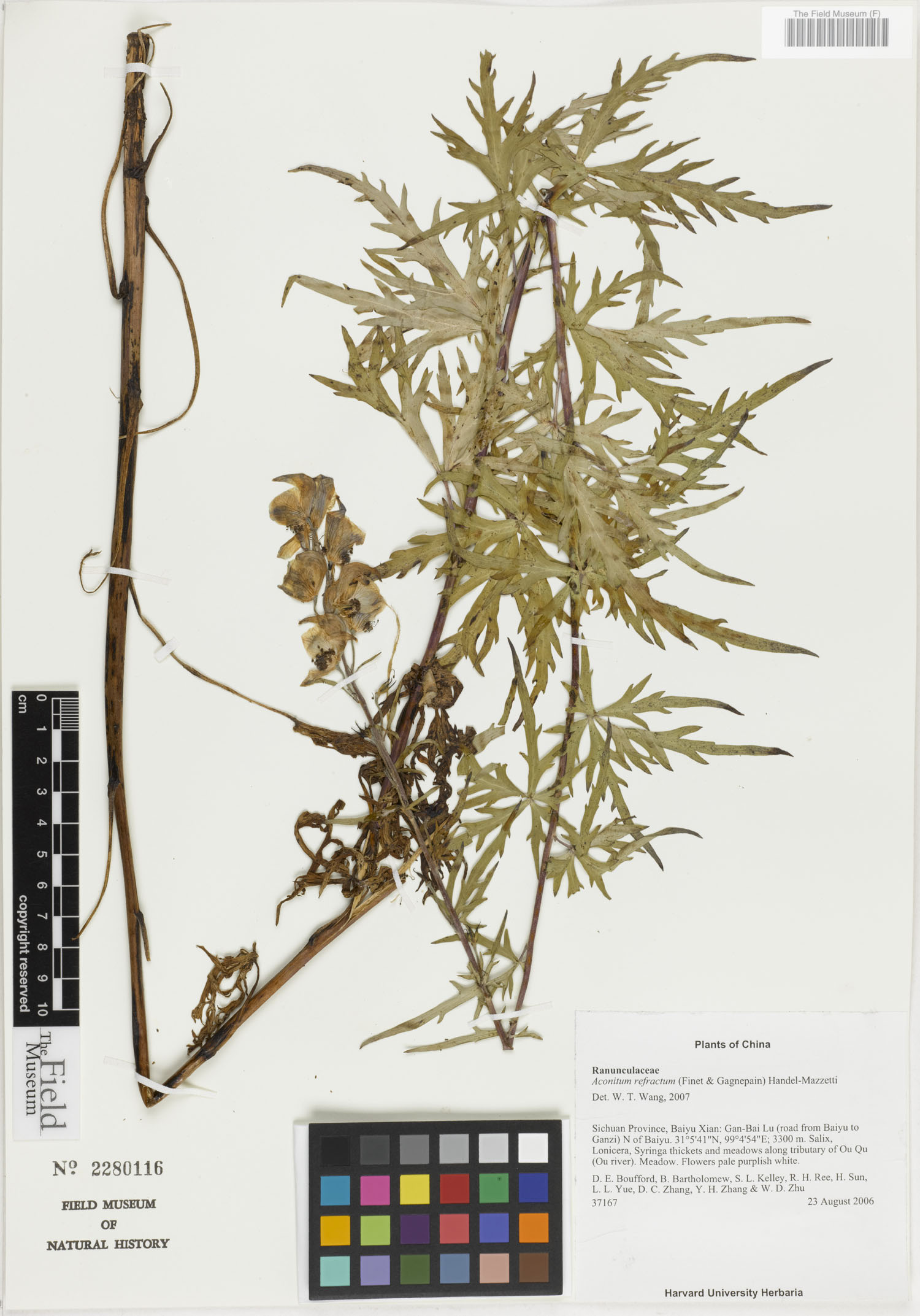 Aconitum refractum