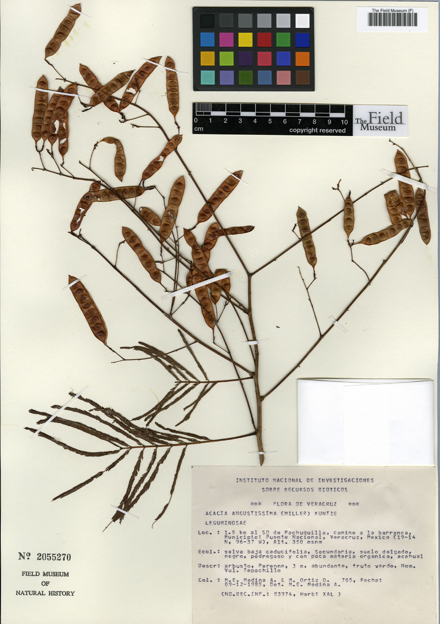 Acacia angustissima image