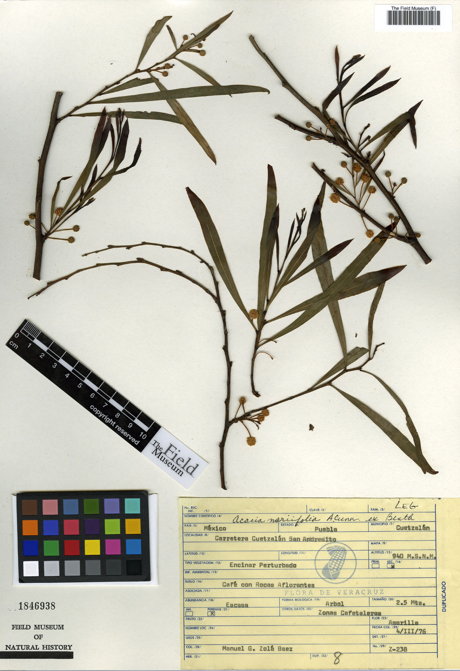 Acacia neriifolia image