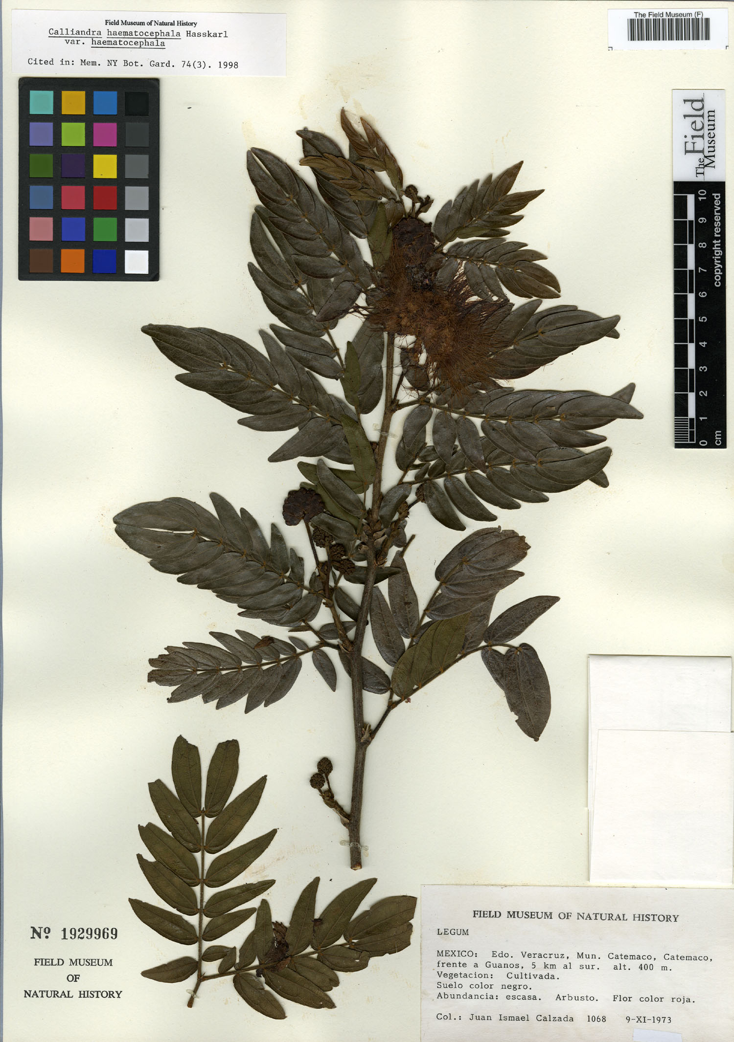 Calliandra haematocephala var. haematocephala image