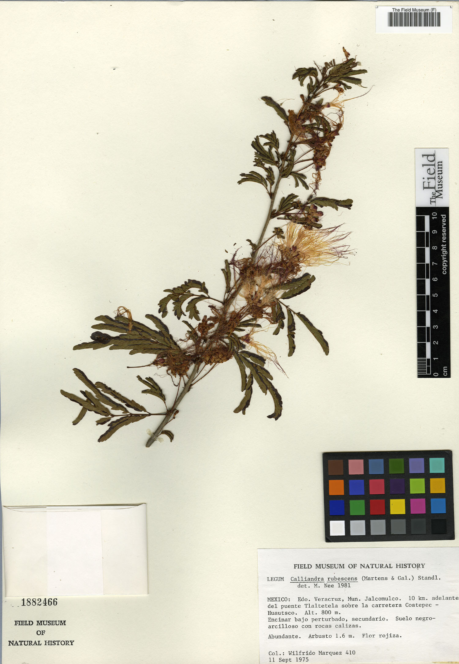 Calliandra rubescens image
