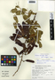 Leucaena macrophylla image