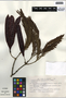 Lysiloma auritum image