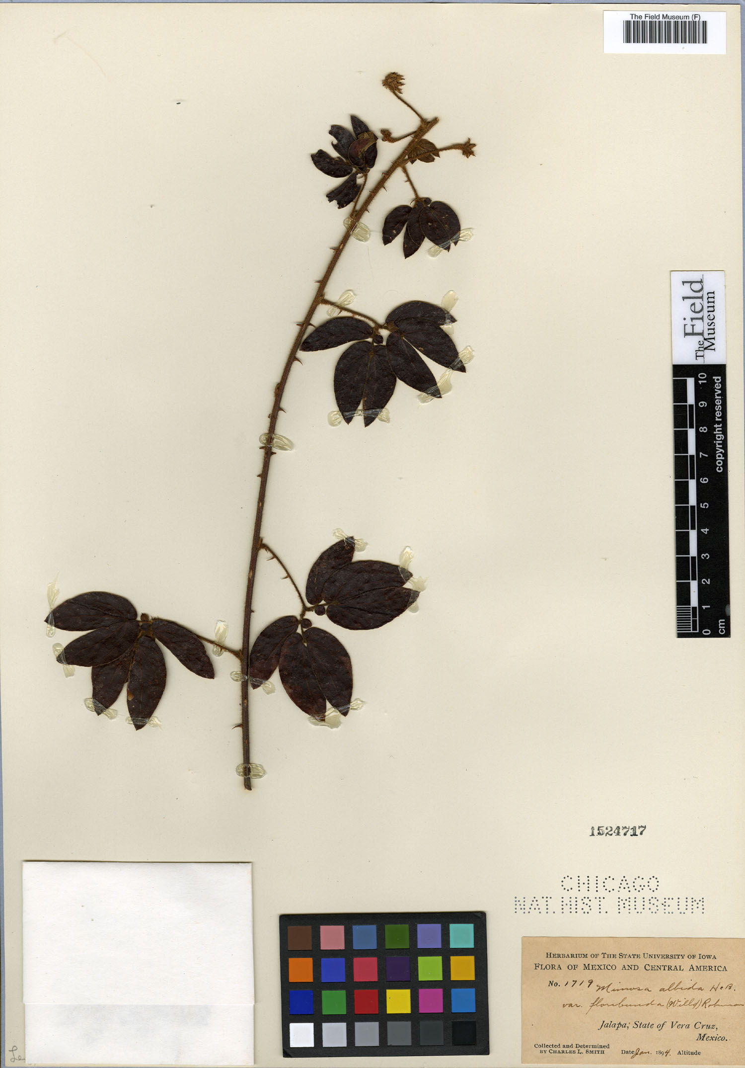 Mimosa albida var. floribunda image