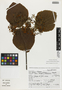 Viburnum tiliifolium image