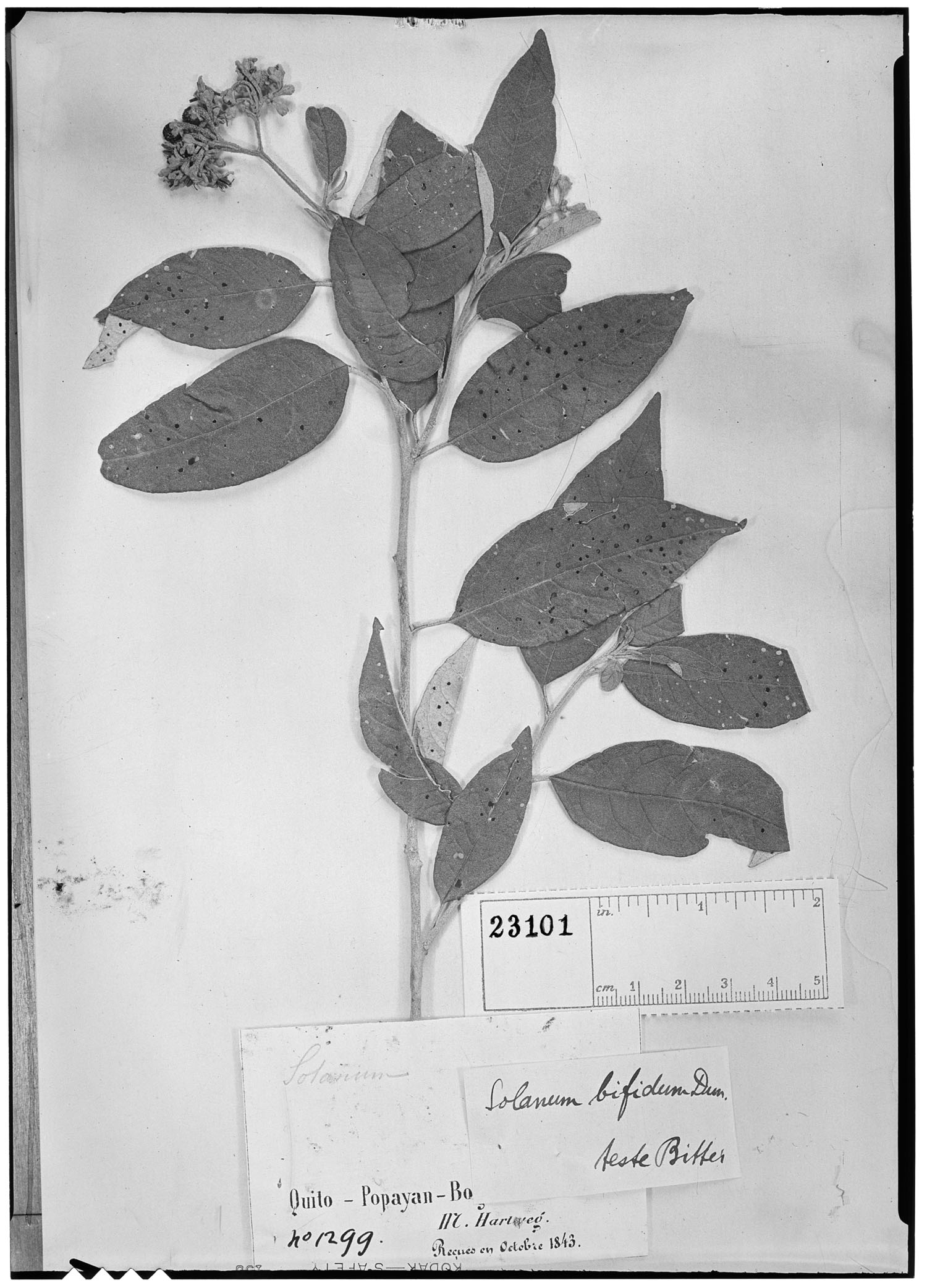 Solanum bifidum image