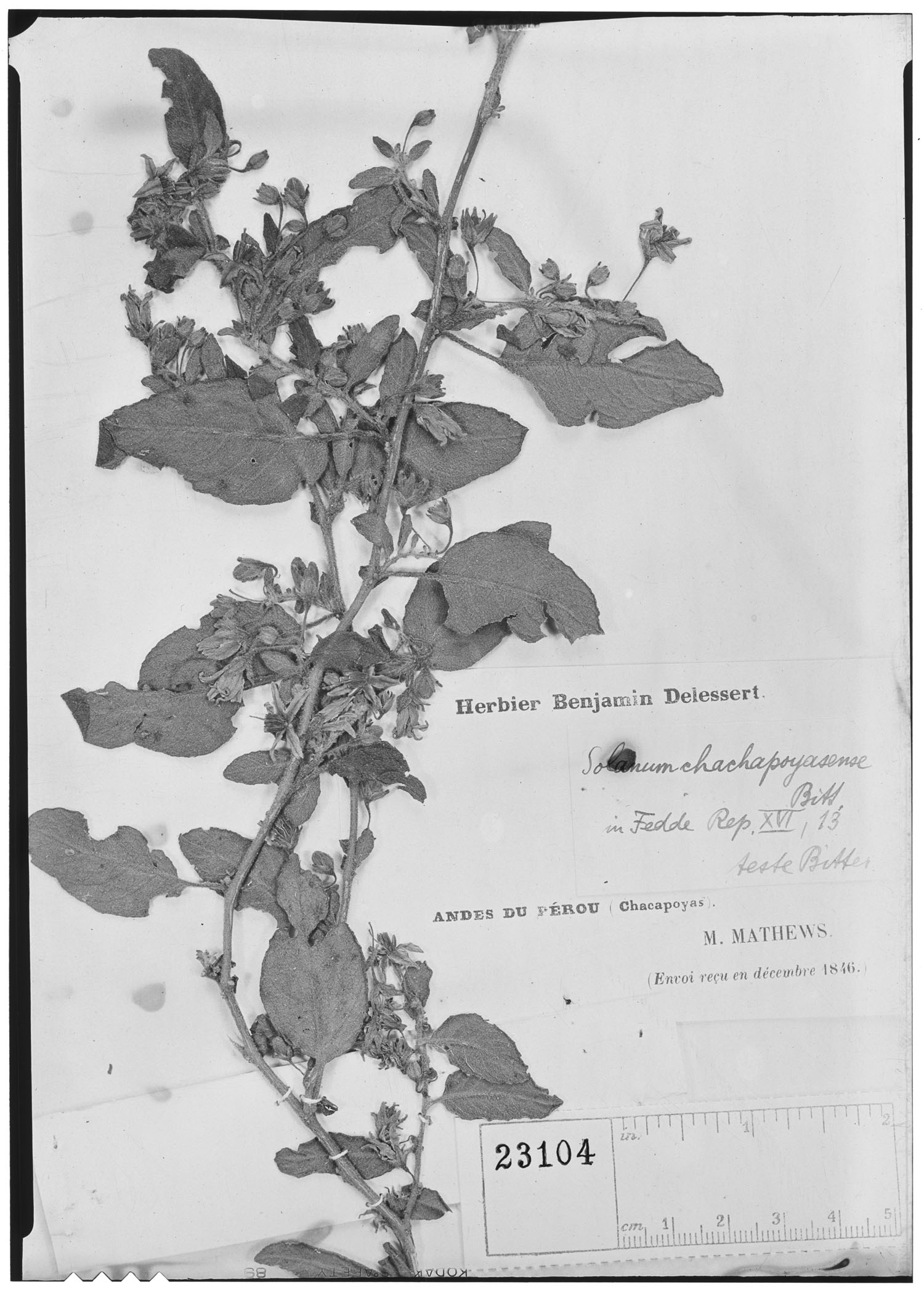 Solanum chachapoyasense image