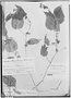 Solanum circaeifolium image