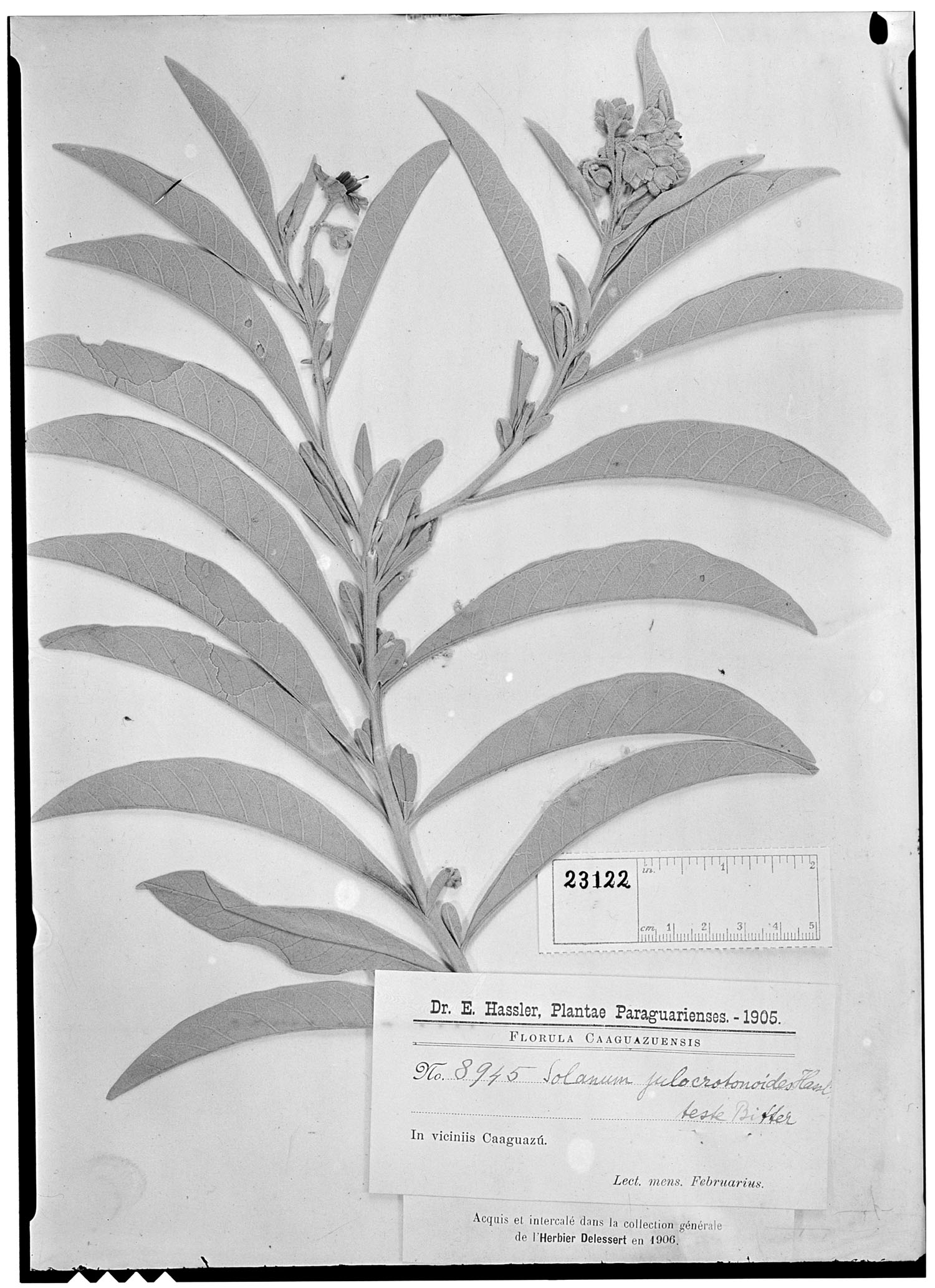 Solanum julocrotonoides image