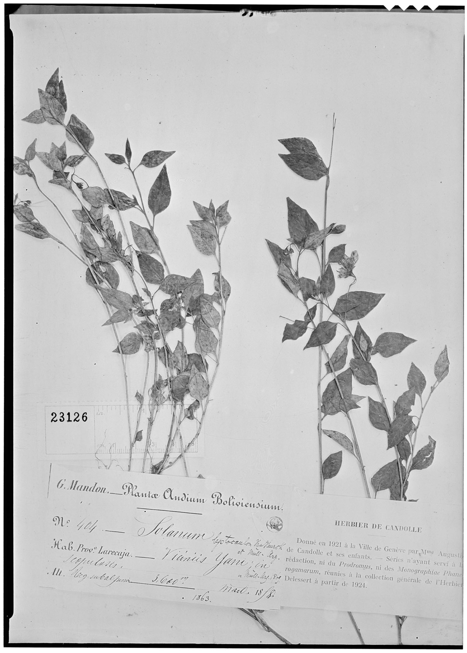 Solanum leptocaulon image