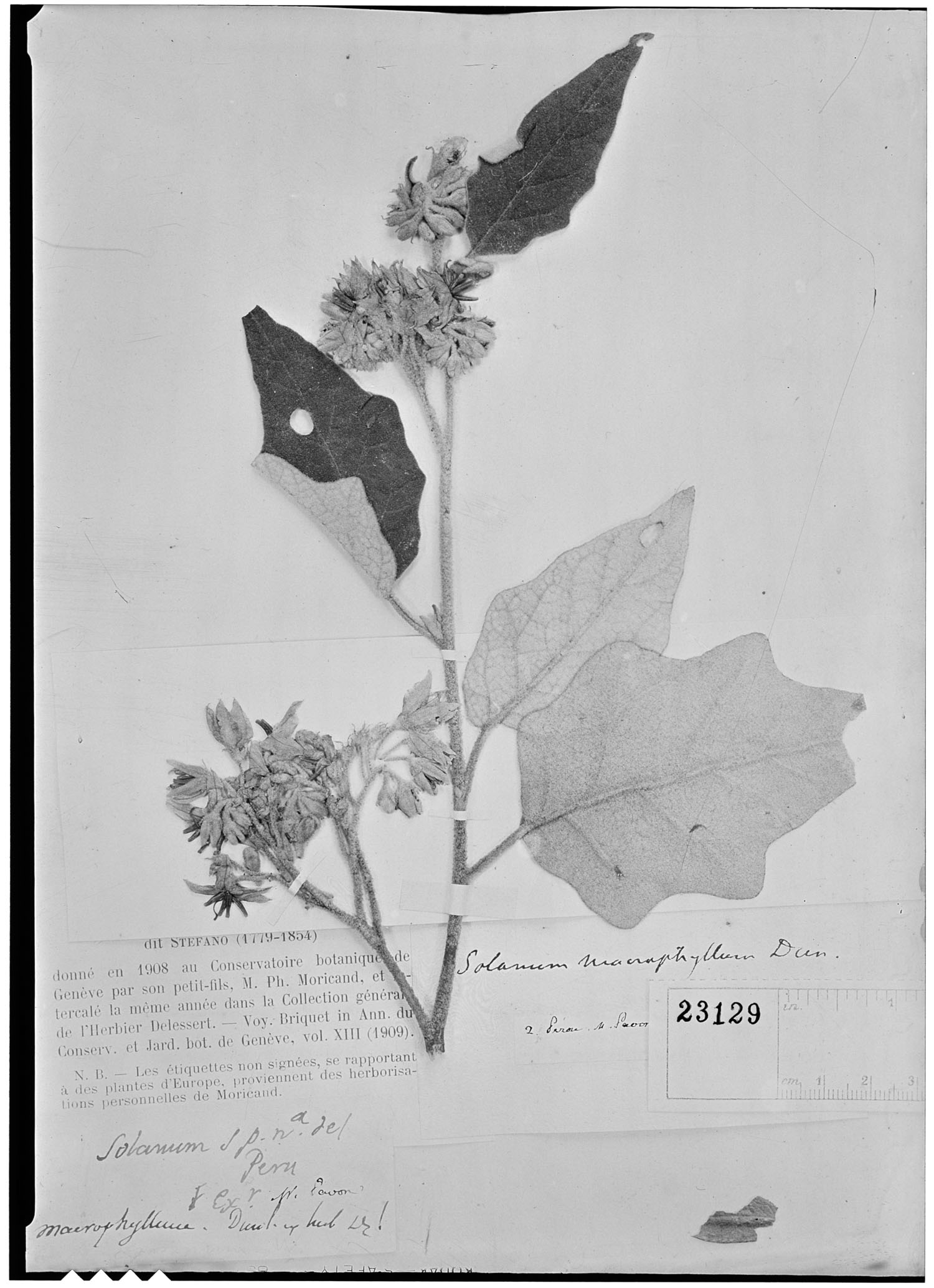 Solanum albidum image