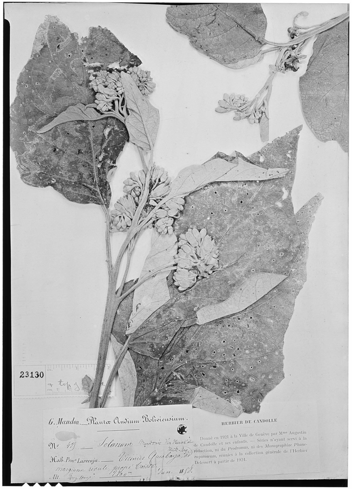 Solanum mandonis image