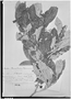 Solanum ochrophyllum image