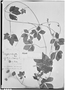 Solanum pentaphyllum image