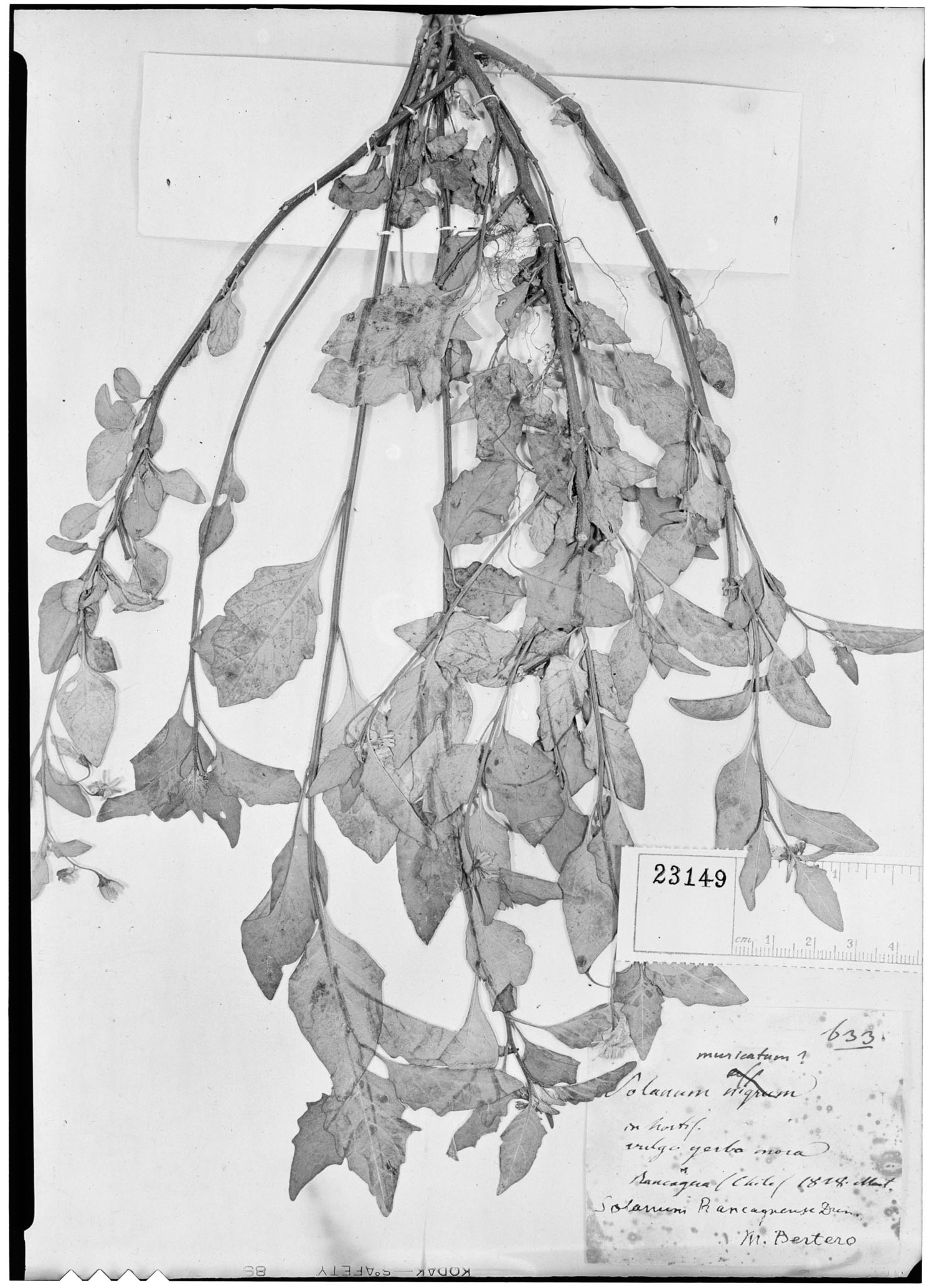Solanum rancaguense image