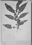 Solanum stipulatum image